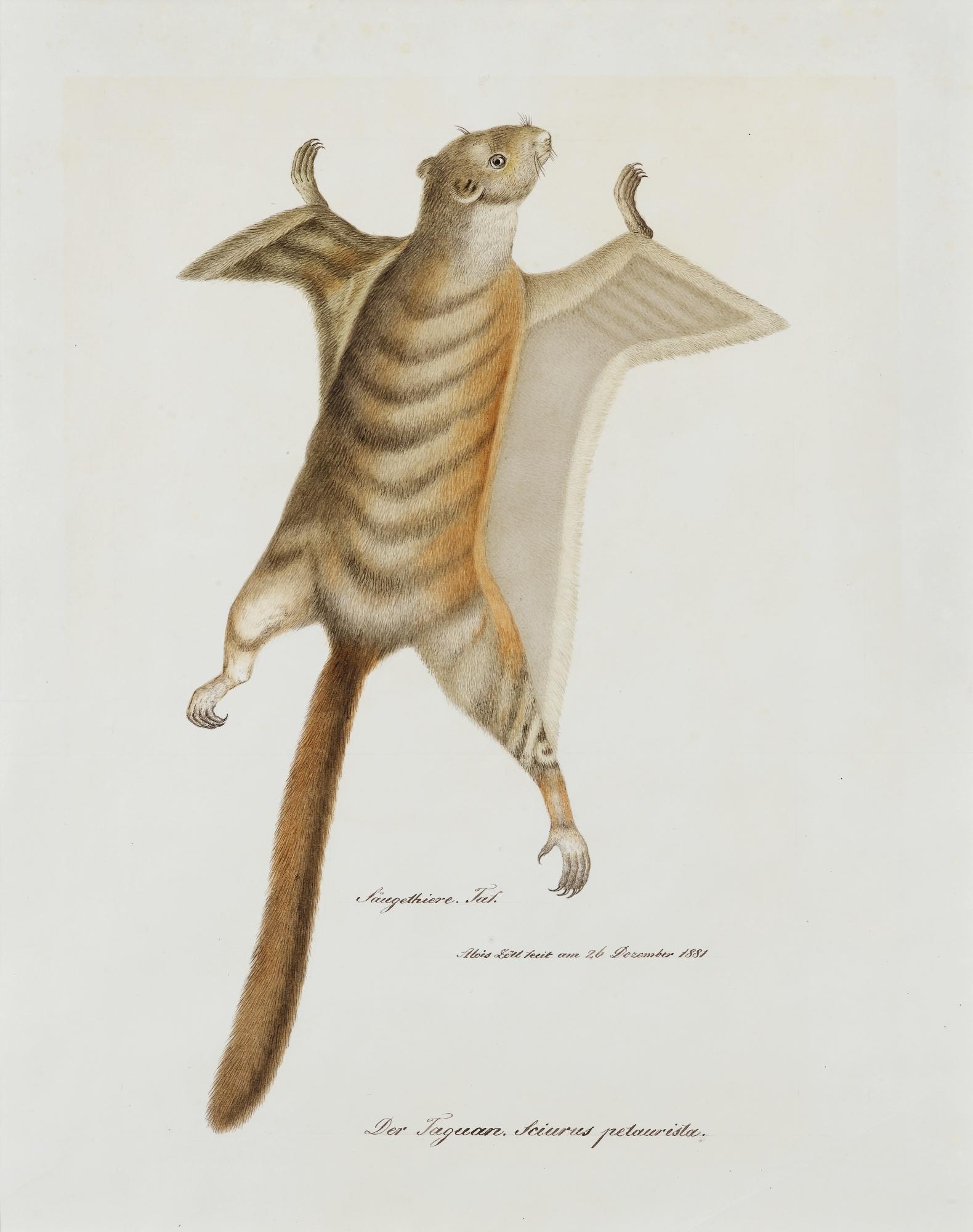 Aloys Zötl Freistag - Flying Squirrel