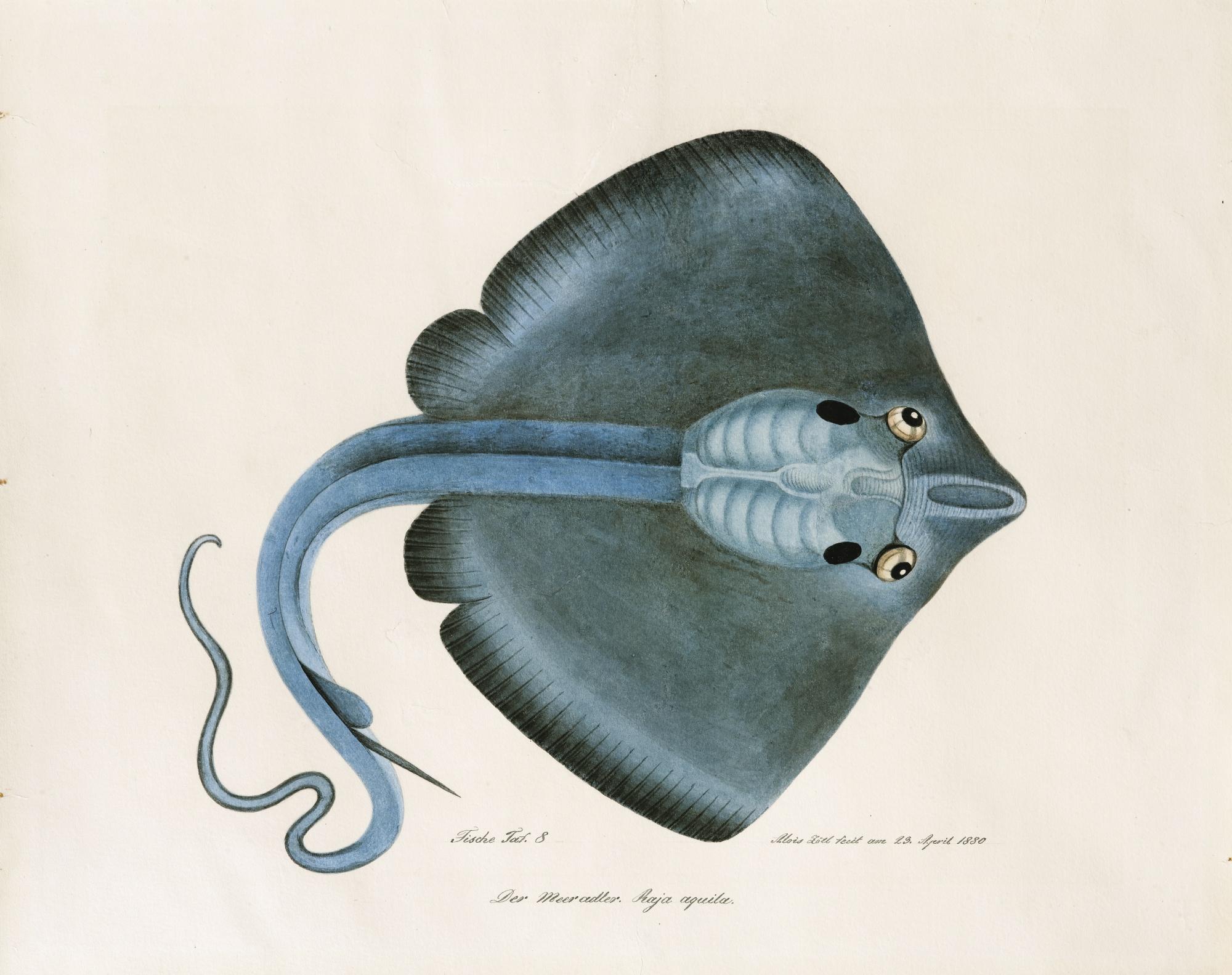 Aloys Zötl Freistag - L\'Aigle De Mer (Raja Aquila Ou Myliobatis Aquila)