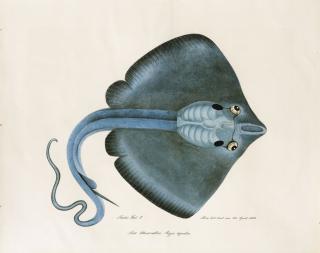 Aloys Zötl Freistag - L\'Aigle De Mer (Raja Aquila Ou Myliobatis Aquila)