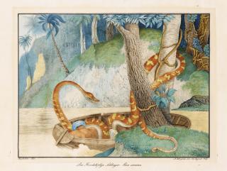 Aloys Zötl Freistag - The Emperor Boa