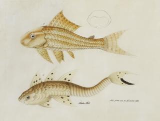 Aloys Zötl Freistag - Two Fish