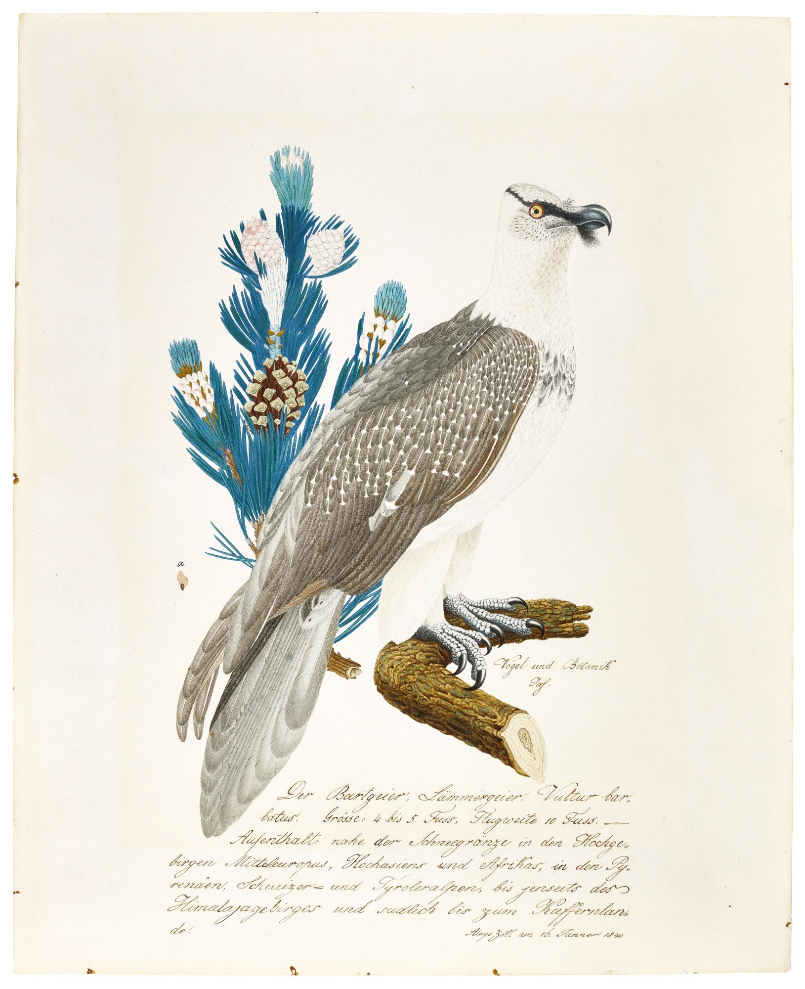 Aloys Zötl - A Bearded Vulture