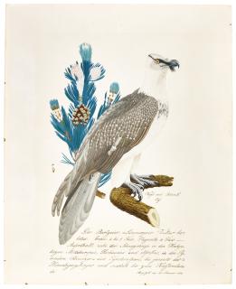 Aloys Zötl - A Bearded Vulture