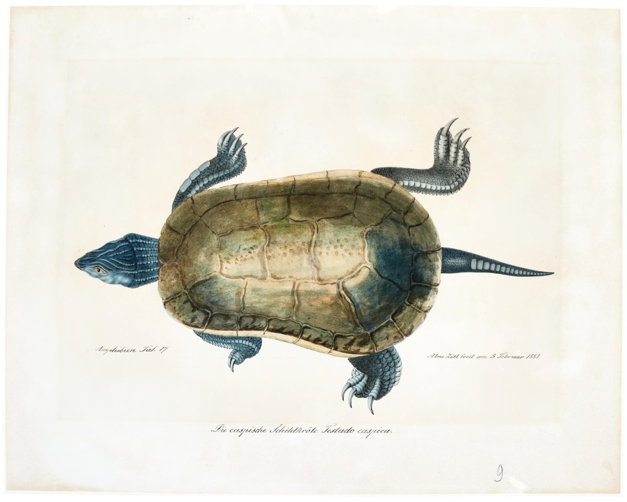 Aloys Zötl - A Caspian Turtle