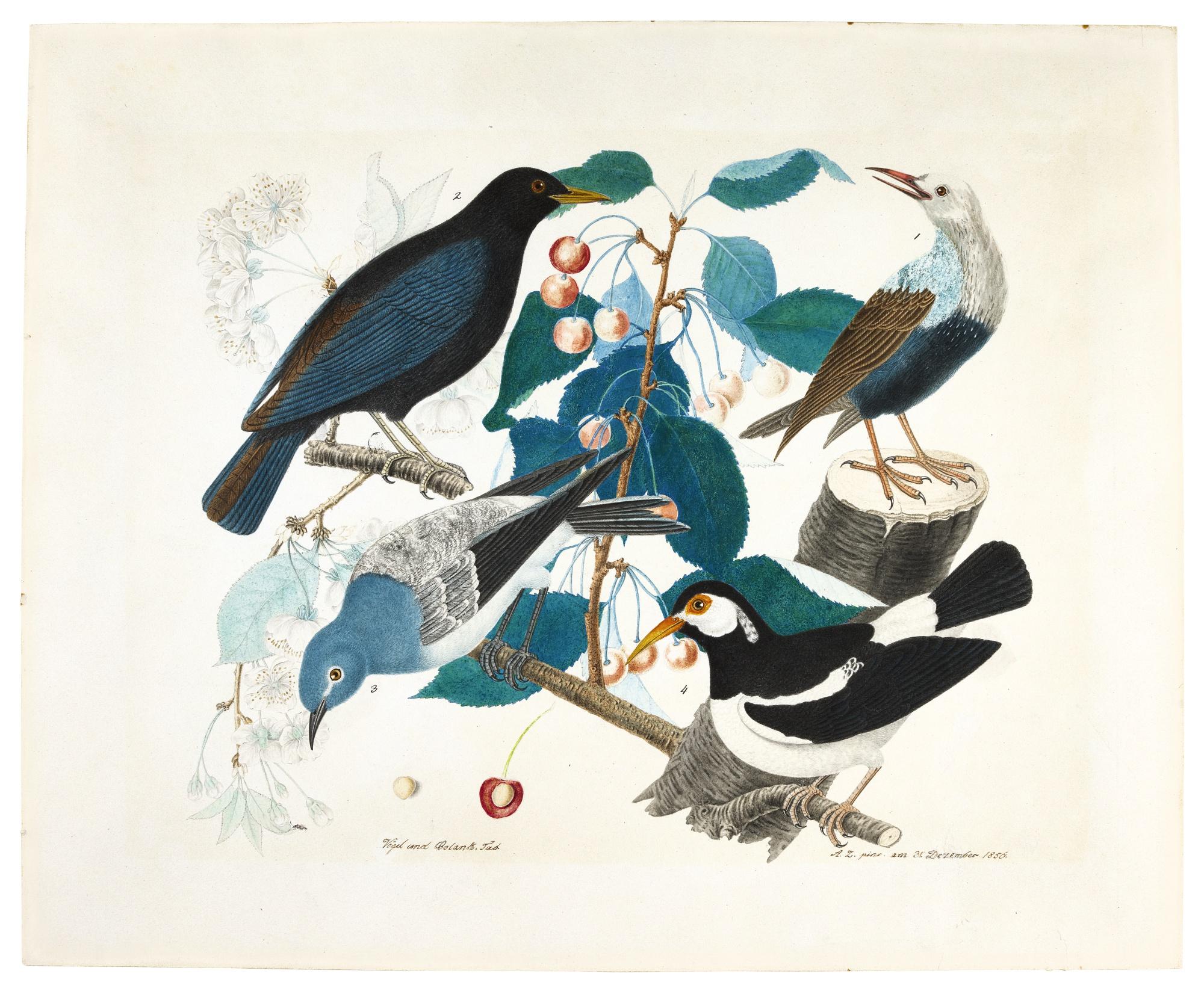 Aloys Zötl - A Common Blackbird, A Red-Billed Starling, A Western Bluebird And A Pied Myna On A Branch Of A Cherry Tree