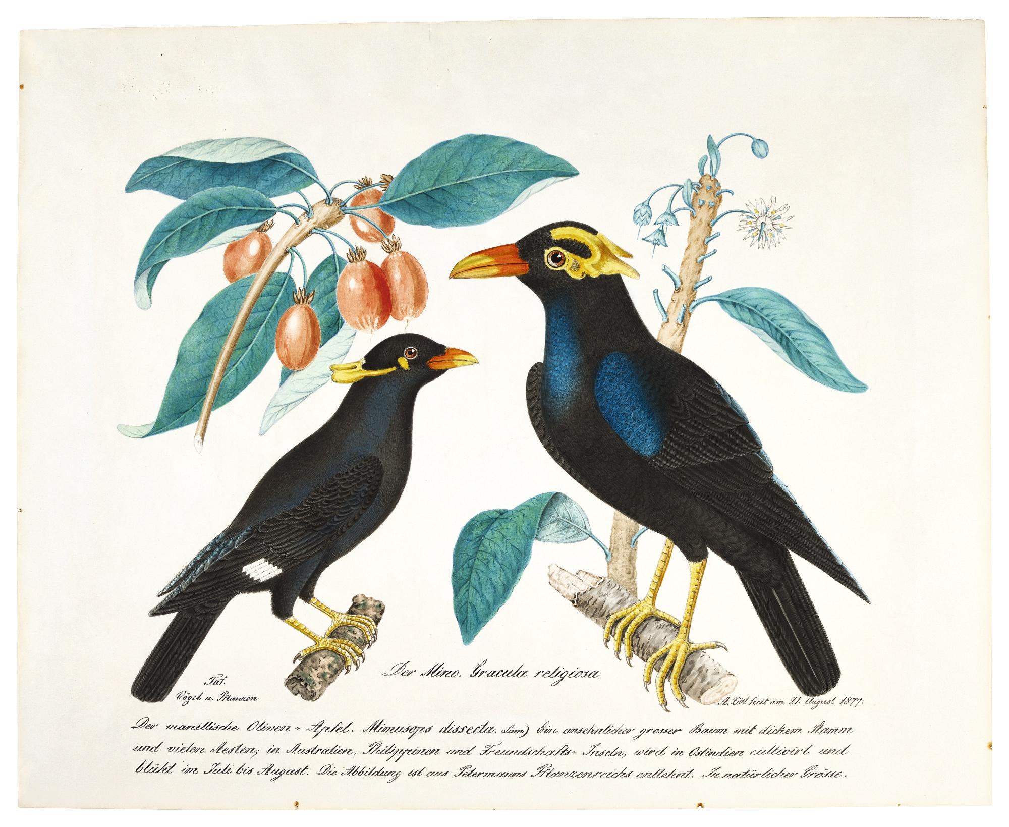 Aloys Zötl - A Pair Of Common Hill Myna, Perched On Branches