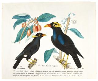 Aloys Zötl - A Pair Of Common Hill Myna, Perched On Branches