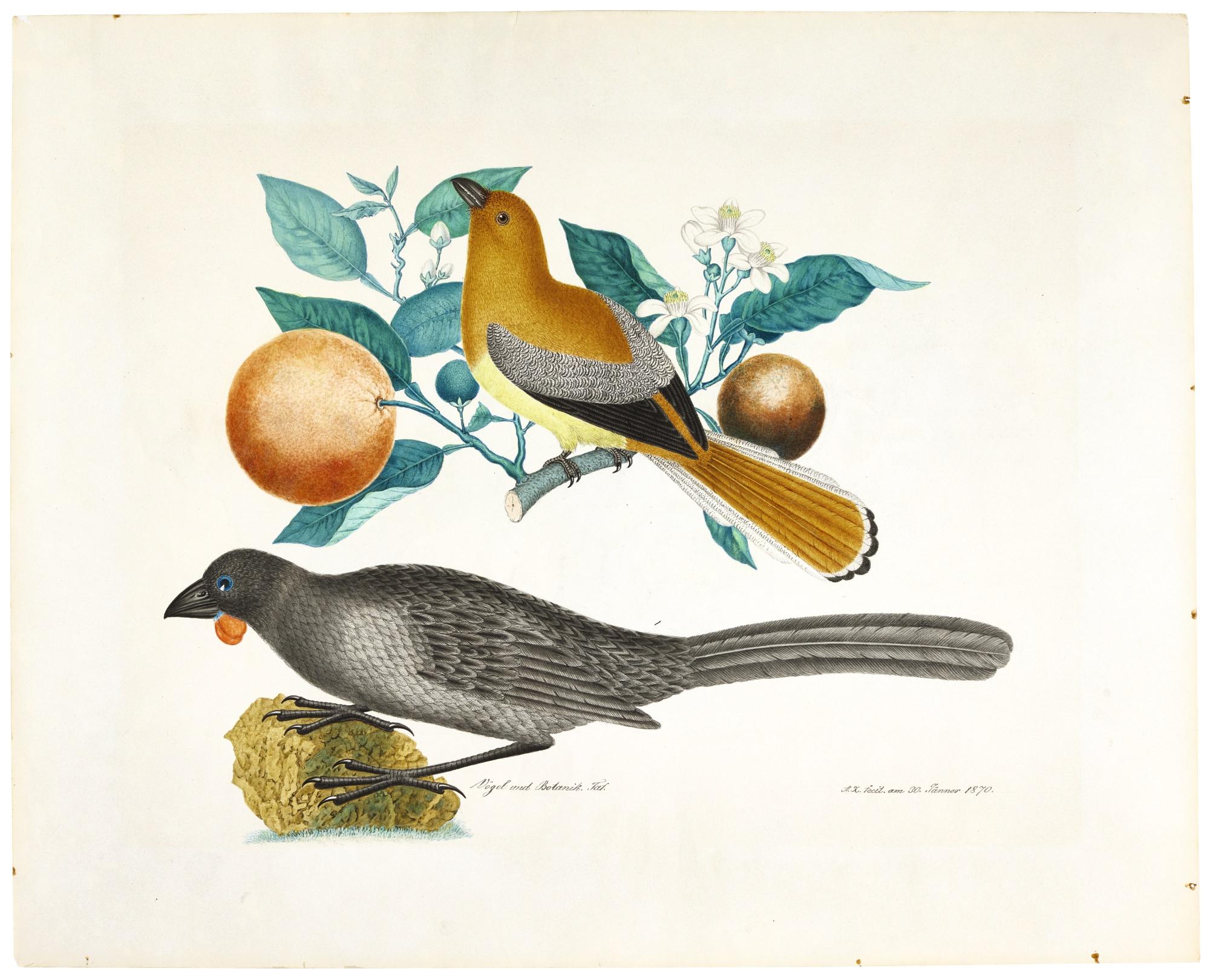 Aloys Zötl - A South Island Kokako And A Female Malabar Trogon On A Branch Of An Orange Tree