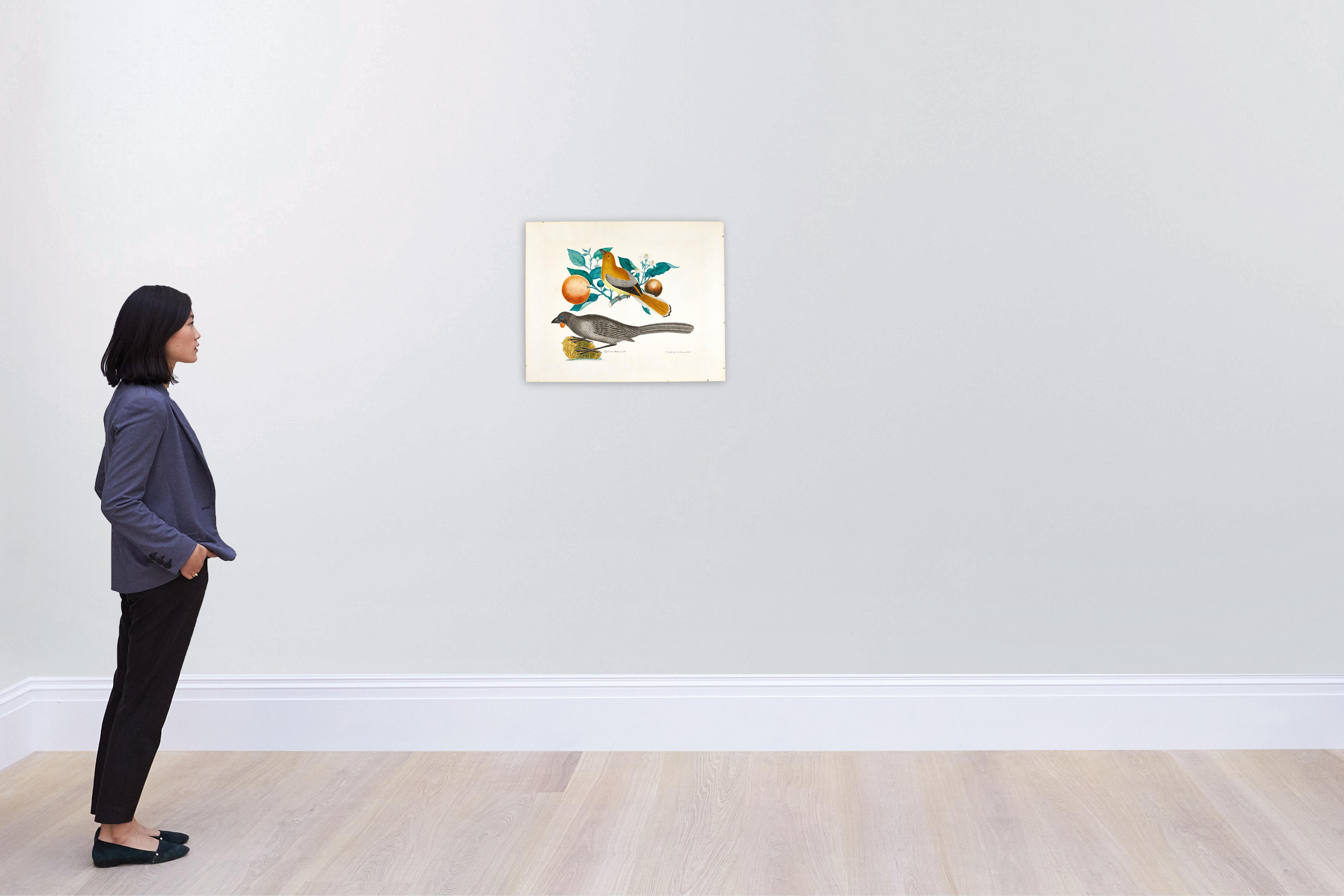 Aloys Zötl - A South Island Kokako And A Female Malabar Trogon On A Branch Of An Orange Tree