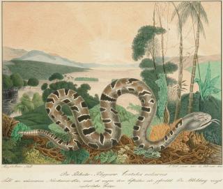 Aloys Zötl - A study of a Pygmy Rattlesnake