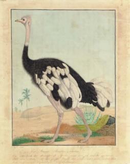 Aloys Zötl - An Ostrich, In Profile, In A Desert Landscape