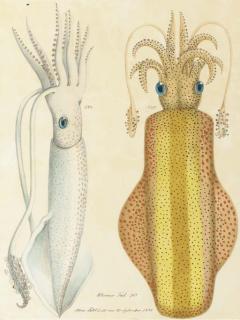 Aloys Zötl - Deux études de seiches