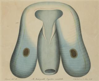 Aloys Zötl - Die Ruderqualle. Ocyrrhoe maculata.