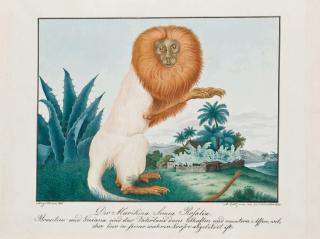 Aloys Zötl - Le saki blanc