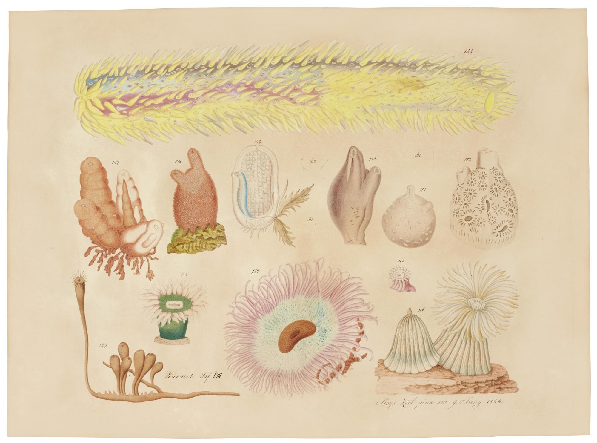 Aloys Zötl - Studies Of Different Sea Creatures Including A Sea Anemone