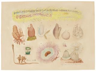 Aloys Zötl - Studies Of Different Sea Creatures Including A Sea Anemone