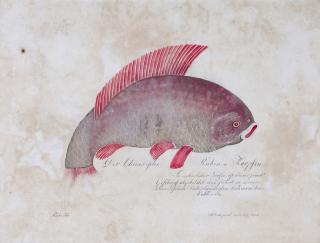 Aloys Zötl - Study Of An Asian \'Ruby\' Carp