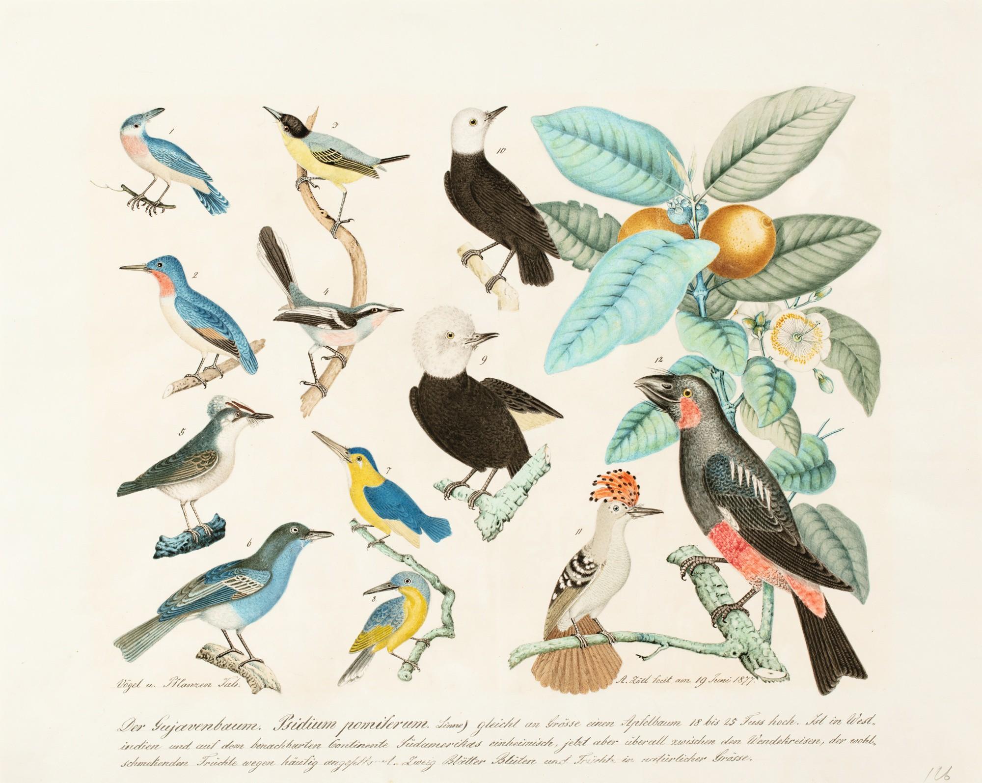 Aloys Zötl - Study Of Birds And Guava