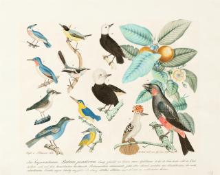 Aloys Zötl - Study Of Birds And Guava