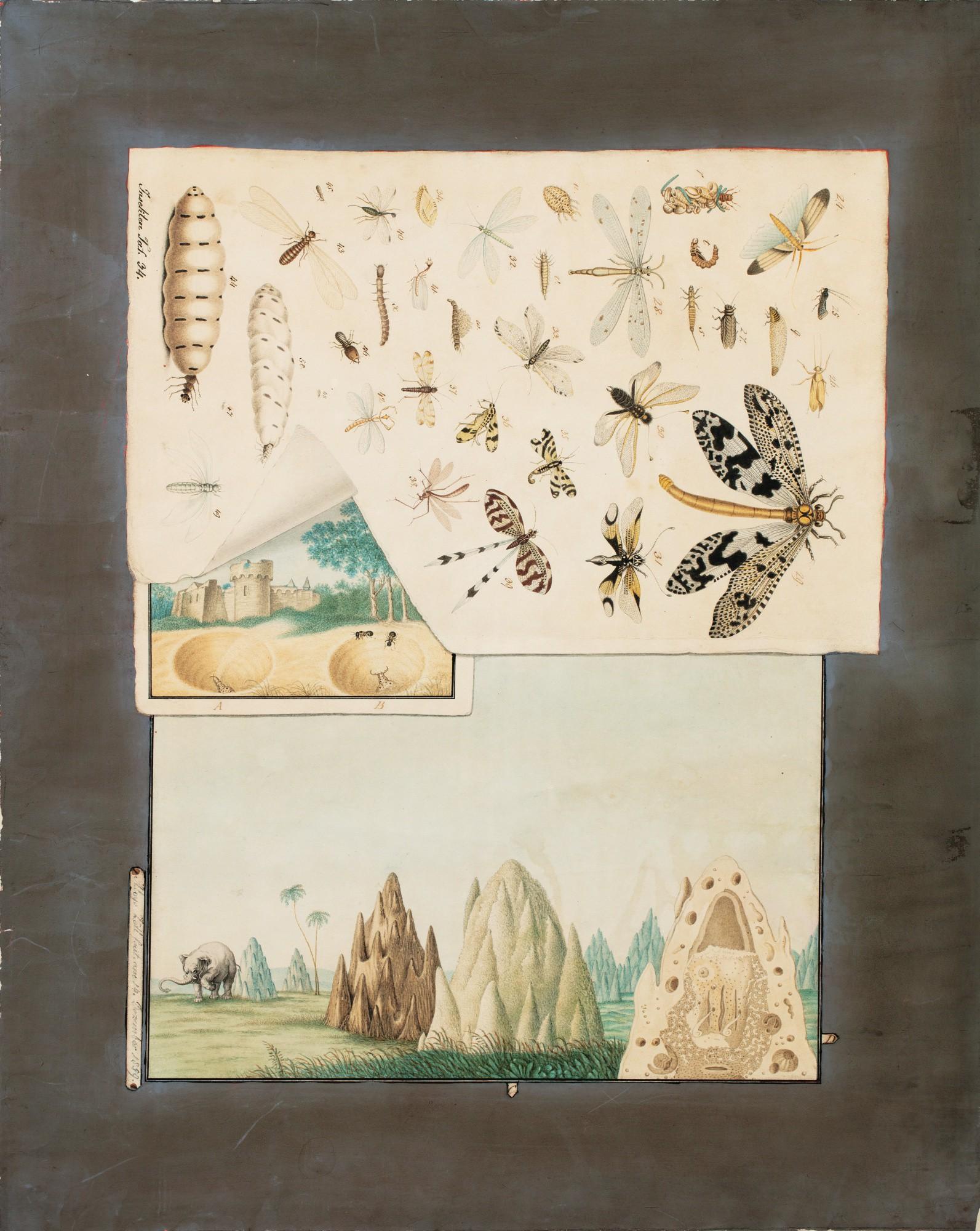 Aloys Zötl - Termitières Et Études D\'Insectes