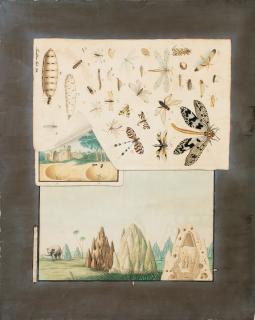 Aloys Zötl - Termitières Et Études D\'Insectes