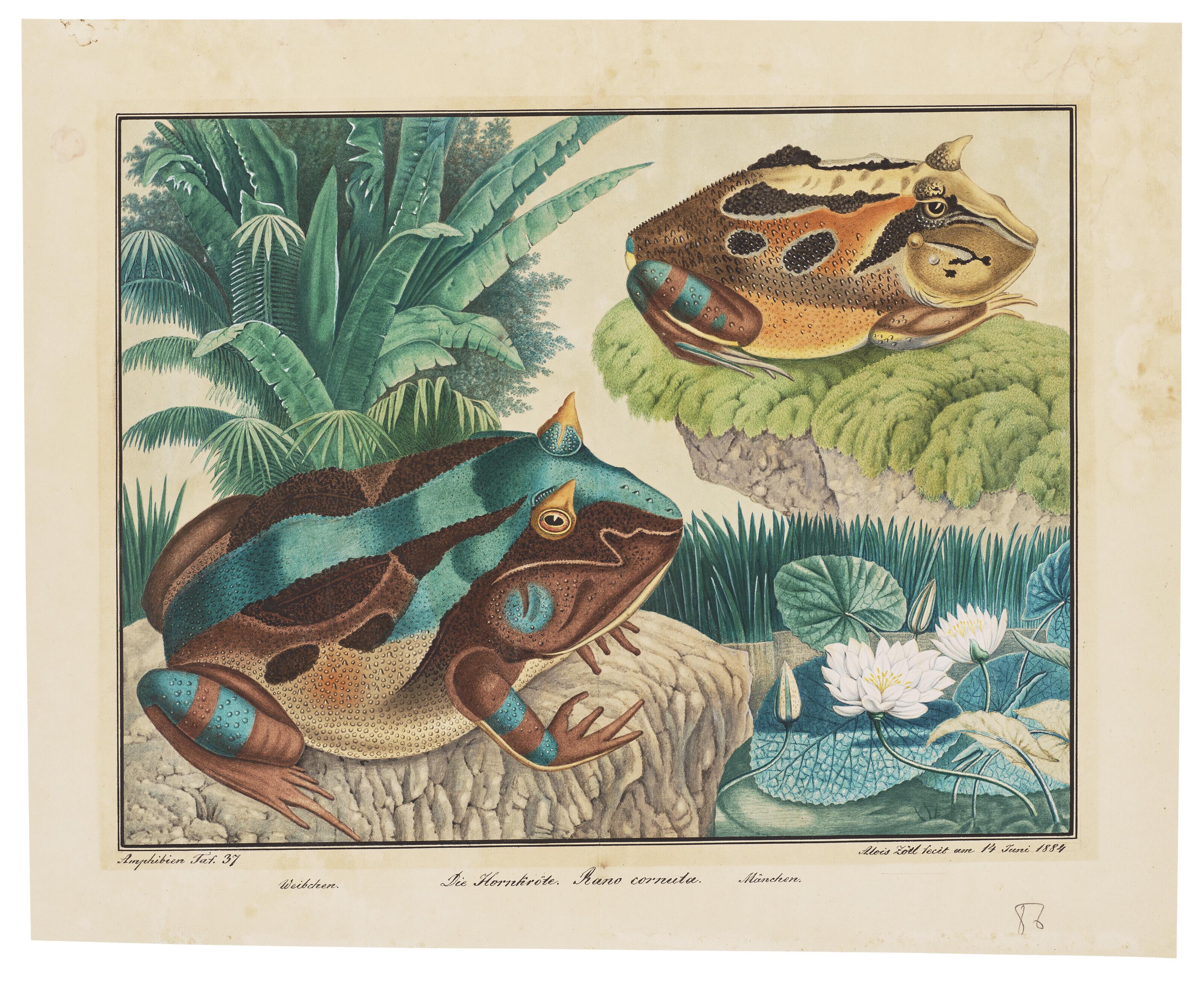 Aloys Zötl - Two Surinam or Amazonian horned frogs (Ceratophrys cornuta)