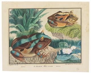 Aloys Zötl - Two Surinam or Amazonian horned frogs (Ceratophrys cornuta)