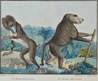 Aloys Zotl - Le Chacma