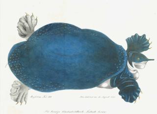 Aloys Zotl - Tortue molle d\'Amérique ou Trionyx, autrefois appelée Tortue Bleue