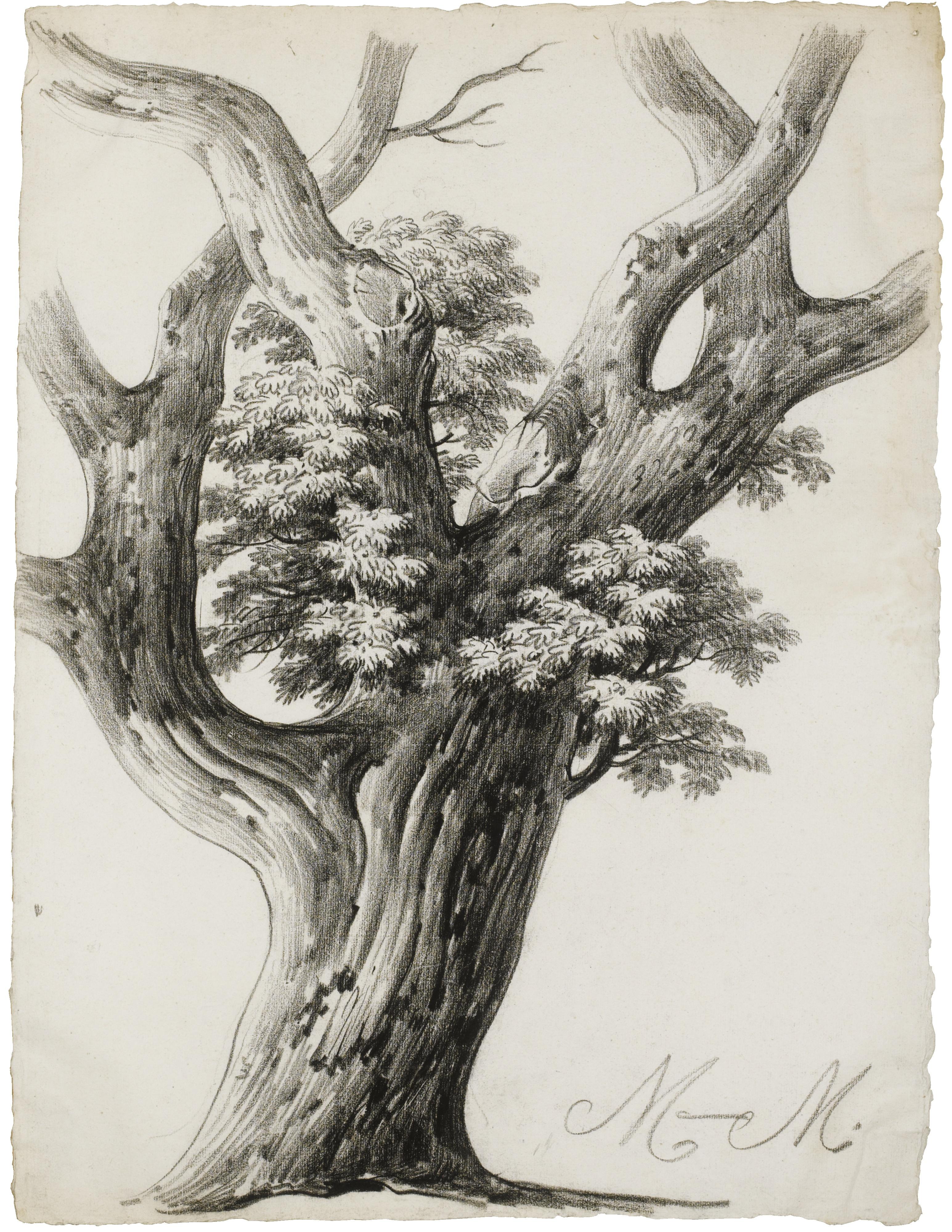 Alphonse Nicolas Michel Mandevare - Study Of A Tree