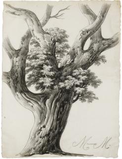 Alphonse Nicolas Michel Mandevare - Study Of A Tree