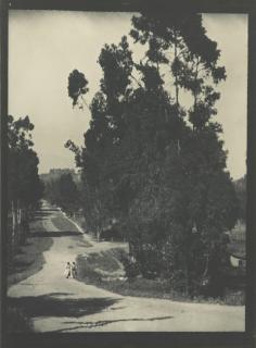 Alvin Langdon Coburn - Near Hollywood, California (Eucalyptus Roadway)