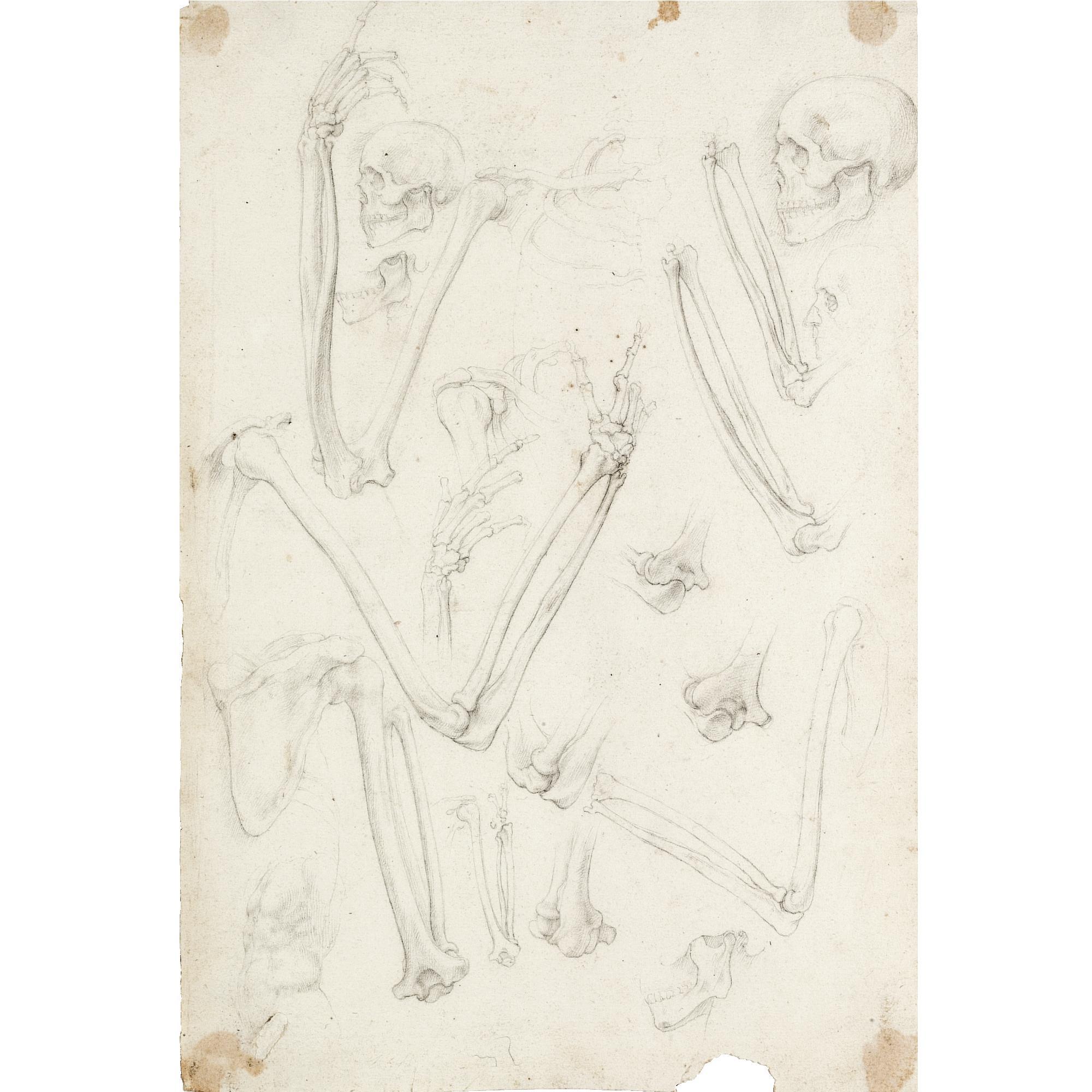 Ambrogio Figino - A Sheet Of Studies Of Human Skeletons: Arms And Skulls
