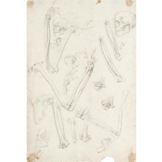 Ambrogio Figino - A Sheet Of Studies Of Human Skeletons: Arms And Skulls