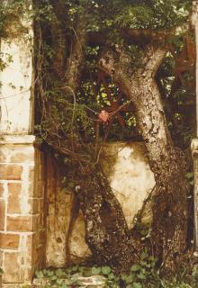 Ana Mendieta - Untitled (From El Corazón)