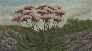 André Bauchant - Fleurs