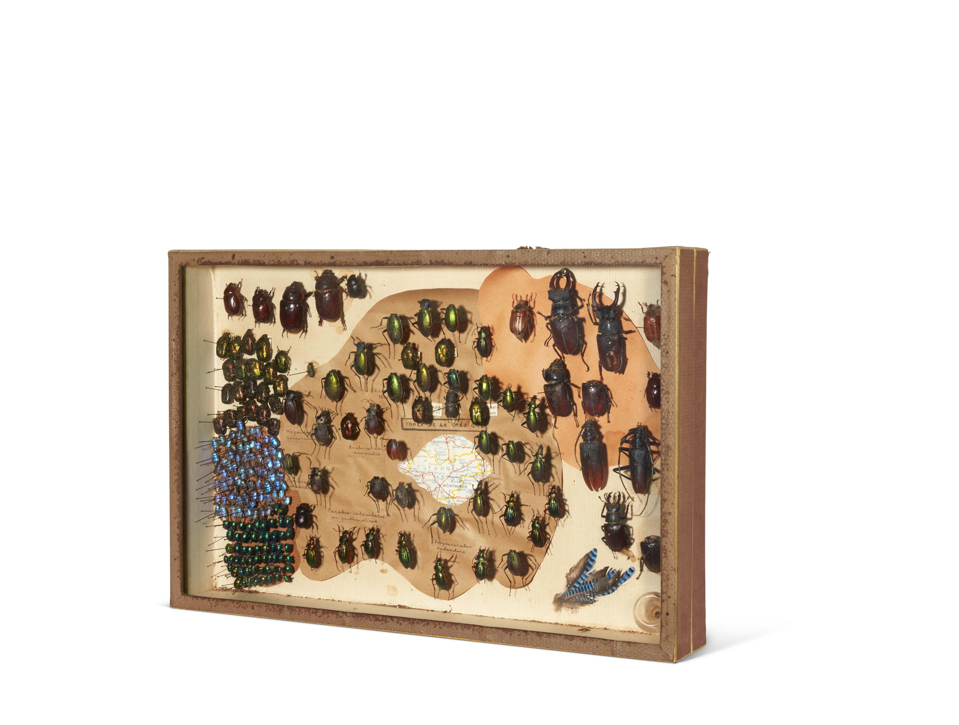André Breton - Boîte de coléoptères