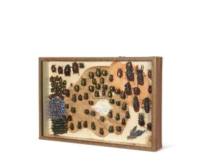 André Breton - Boîte de coléoptères