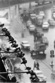 André Kértész - Birds with traffic, 1962, possibly printed later