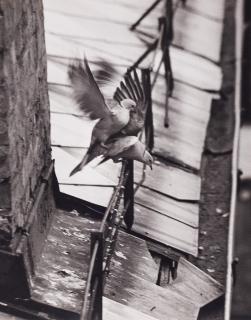 André Kertész - Budapest (aus der Serie: Birds)