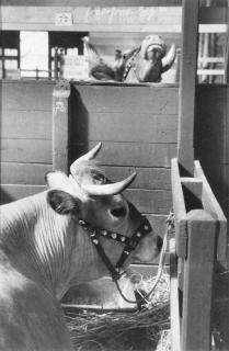 Andre Kertesz - Farmyard animals