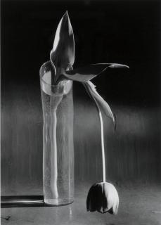 André Kertész - Melancholic Tulip, 1939