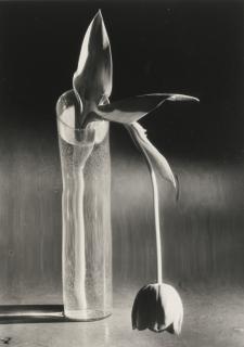 André Kertész - Melancholic Tulip