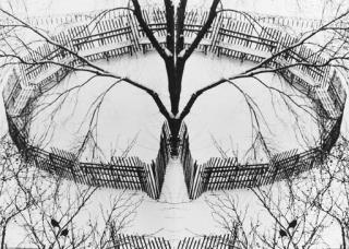 André Kertész - Winter Garden (1970)