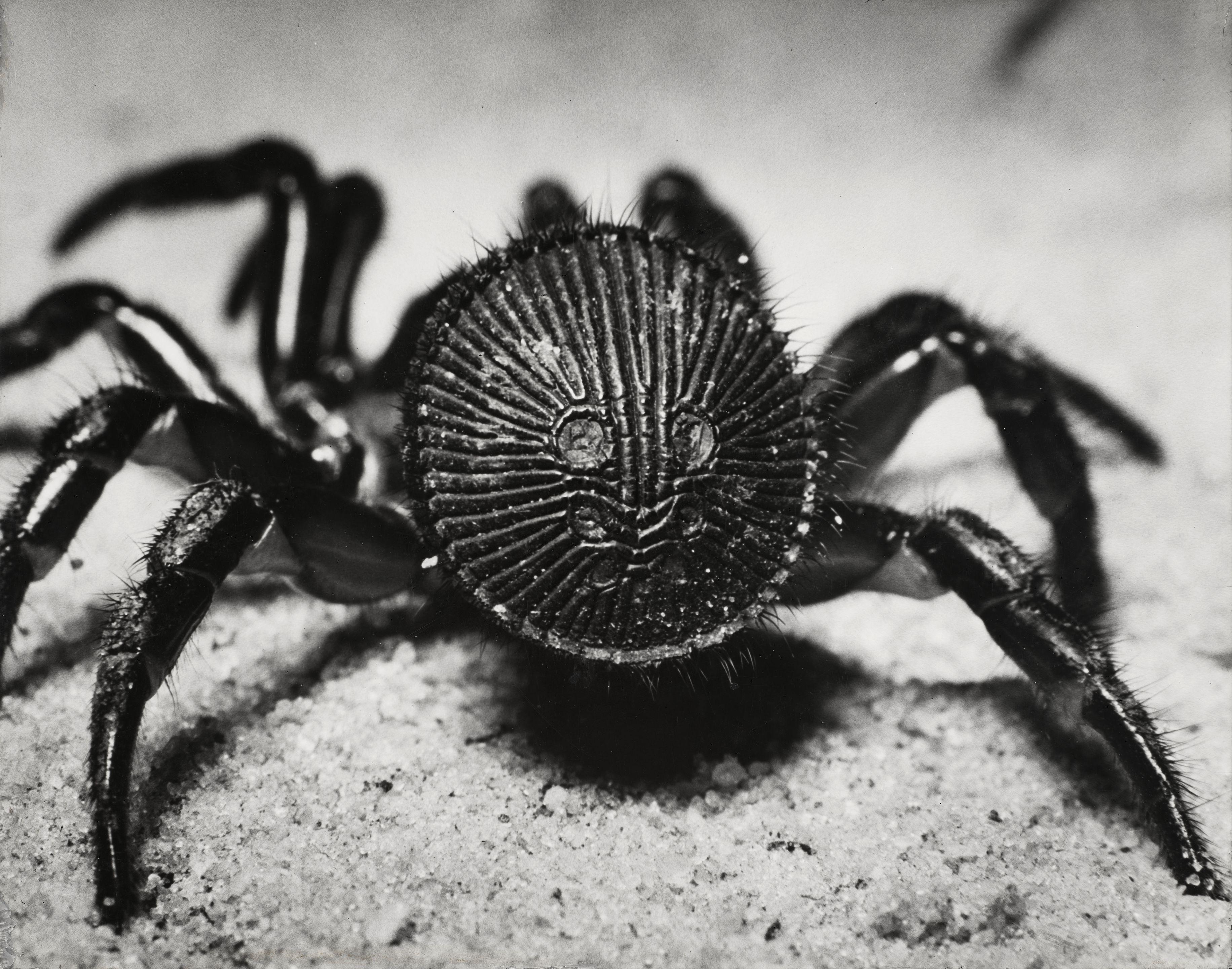 Andreas Feininger - Rear view of a trapdoor spider, cyclocosmia truncata (from Forms of nature), 1951