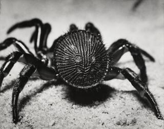 Andreas Feininger - Rear view of a trapdoor spider, cyclocosmia truncata (from Forms of nature), 1951