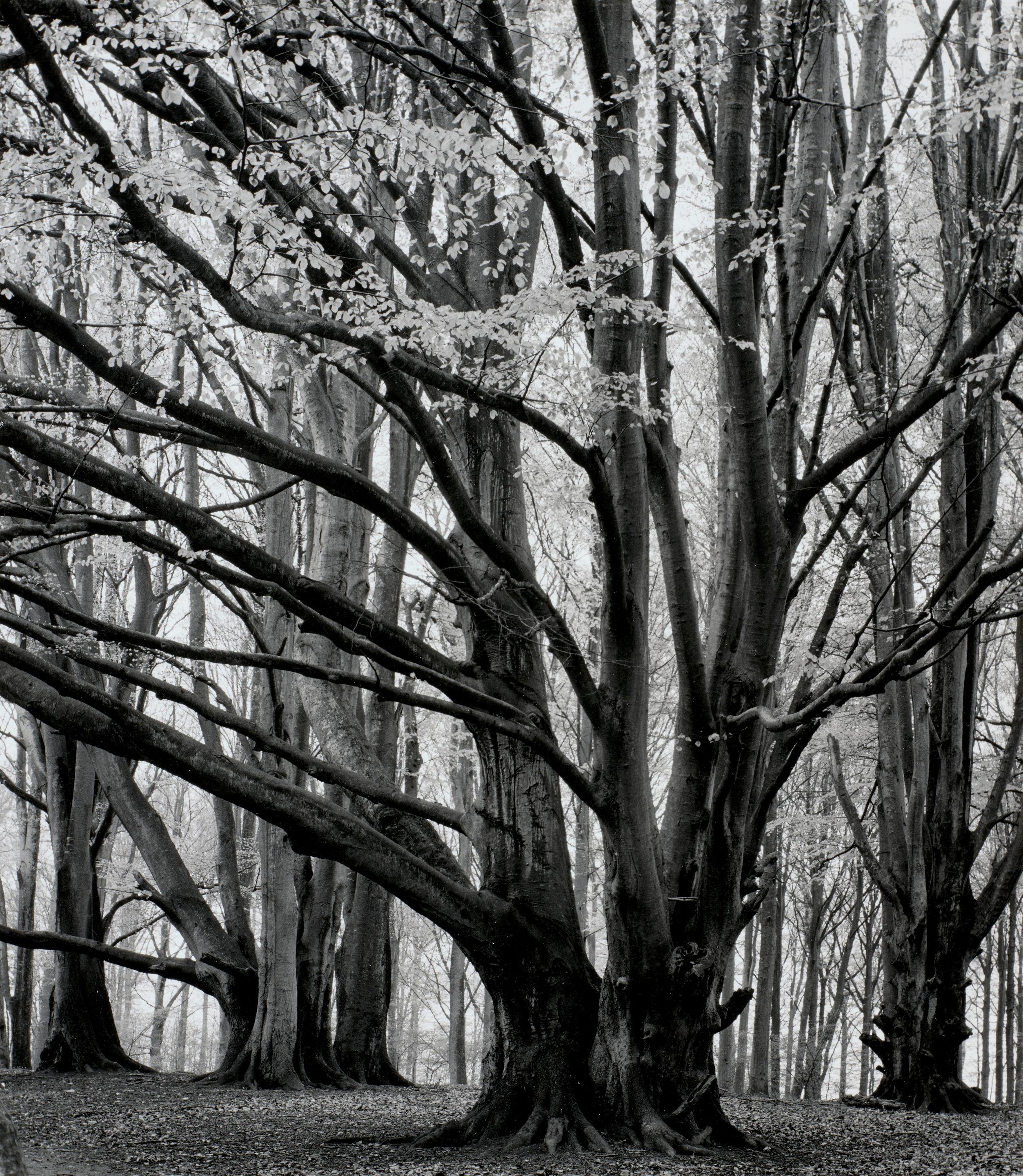 Andreas Feininger - Trees
