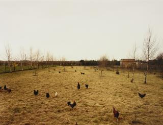 Andreas Gursky - Hühner Krefeld