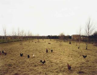 Andreas Gursky - Hühner, Krefeld