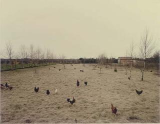 Andreas Gursky - Hühner, Krefeld